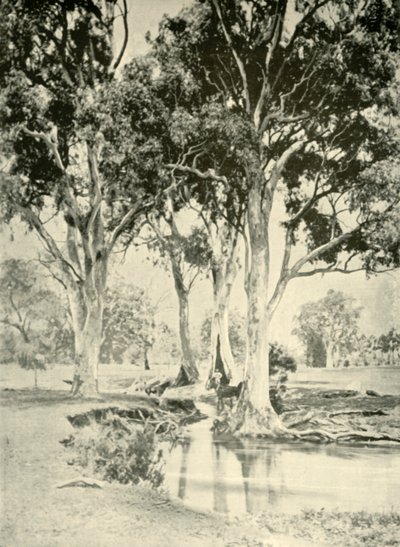 Old Gums, Mt. Crawford, South Australia, 1901. av Unbekannt