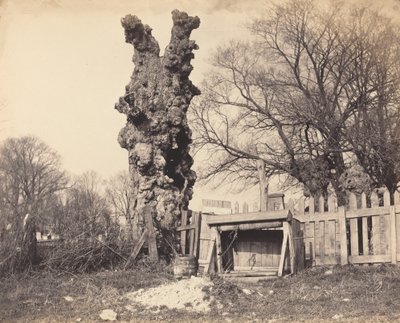 Gammalt träd nära Chatham, 1850-talet. av Unbekannt