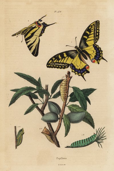 Old World swallowtail, Papilio machaon 1 och knappa swallowtail, Iphiclides podalirius 2, larv och puppa av Unbekannt