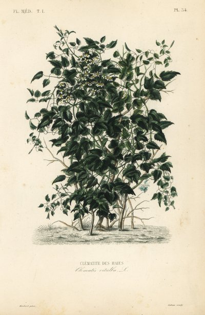 Gubbens skägg och resandeglädje, Clematis vitalba, Clematite des haies av Unbekannt