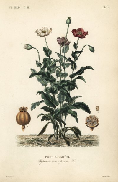 Opiumvallmo, Poppy somniferum, Pavot somnifere av Unbekannt