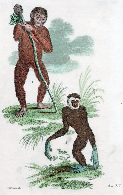 Gäldenärer och Gibbon, 1822 av Unbekannt