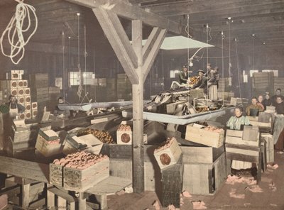 Orange Packing at Redlands, publicerad 1899. av Unbekannt