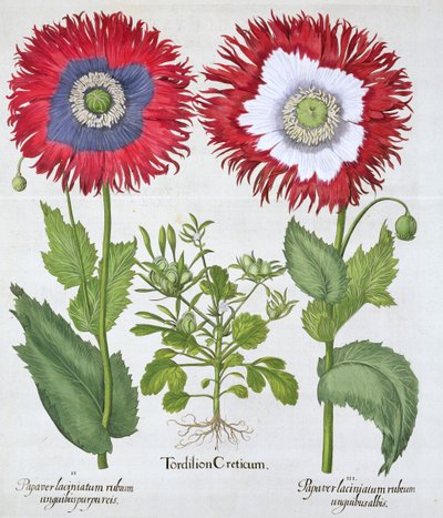 Prydnadsvallmo, 1613 av Unbekannt