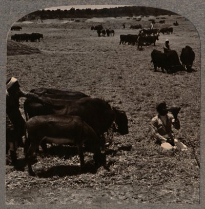 Oxar trampar majs, c1900 av Unbekannt