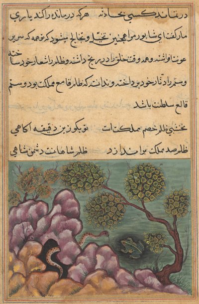 Sida från Tales of a Parrot Tuti-nama: Tjugosjätte natten: Den detroniserade grodan..., ca. 1560. av Unbekannt