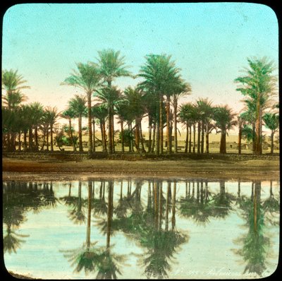 Palmer reflekteras i vatten, Indien, sent 1800- eller tidigt 1900-tal av Unbekannt
