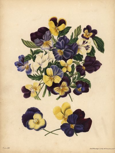Penséer, Pensees eller Heart