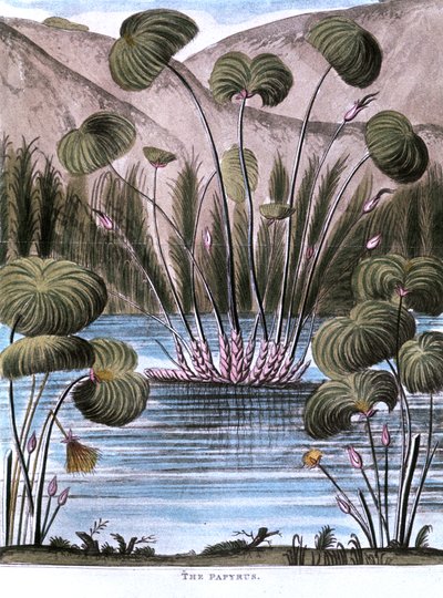 Papyrus vass Cyperus papyrus, 1823 av Unbekannt