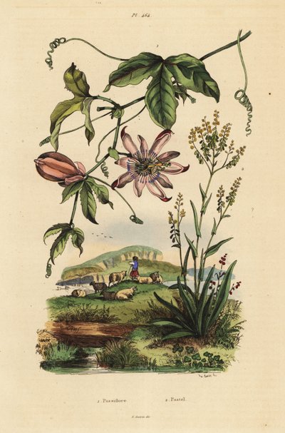 Passionsblomma, Passiflora uraniae 1 och färgare, Isatis färgämnen 2 av Unbekannt
