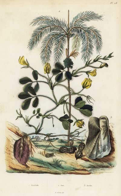 Jordnöts- eller jordnötsväxt, Arachis hypogaea 1, arecanötpalm, Areca catechu 2 och musslor Arca semi-torta, Trisidos semitorta 3 av Unbekannt