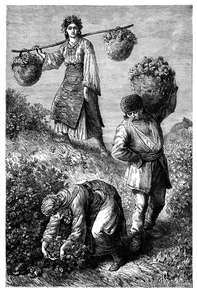 Bönder samlar rosor i Roumelia, c1890 av Unbekannt