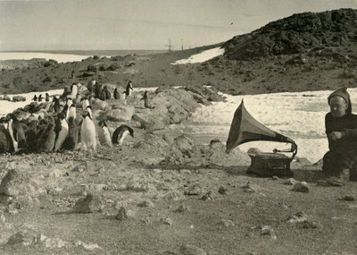 Pingviner som lyssnar på grammofonen under sommaren 1908, 1909 av Unbekannt