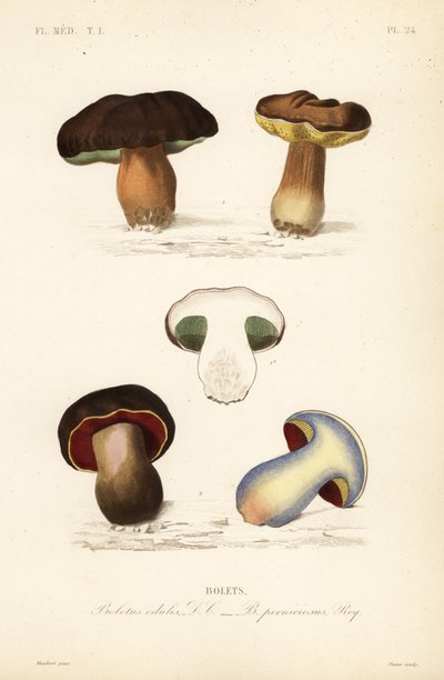 Penny bun eller porcini-svamp, edulis-svamp och den kusliga svampen, Suillellus luridus, Boletus pernicious av Unbekannt