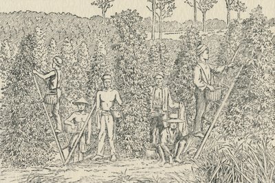 Pepparplantagen, 1924 av Unbekannt
