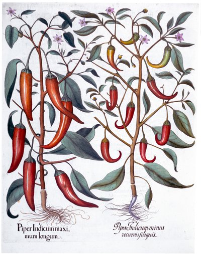 Peppar, 1613 av Unbekannt