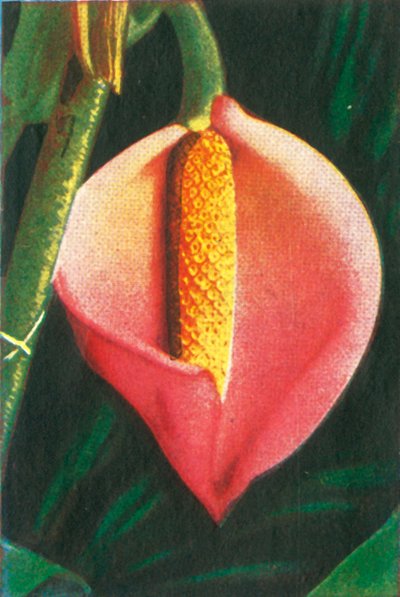 Philodendron, c1928. av Unbekannt