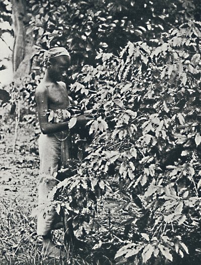 Plockar kaffe, 1916 av Unbekannt