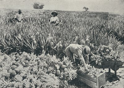 Pine-Apple Plantation, 1916 av Unbekannt