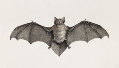 Pipistrellefladdermus, fladdermöss i Egypten av Unbekannt