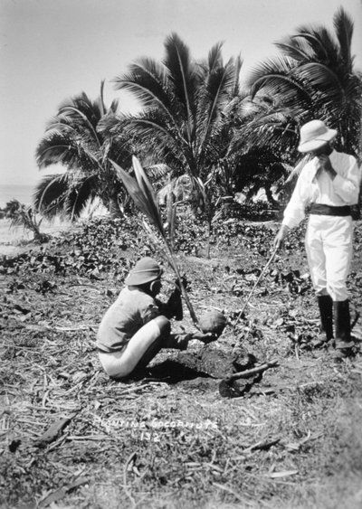 Plantera kokosnötter, Salomonön, Fiji, 1905 av Unbekannt