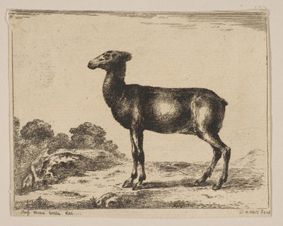 Plåt 15: doe, från Various animals Diversi animali, efter 1641. av Unbekannt