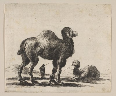 Plåt 17: kameler, från Diverse djur Diversi animali, efter 1641. av Unbekannt