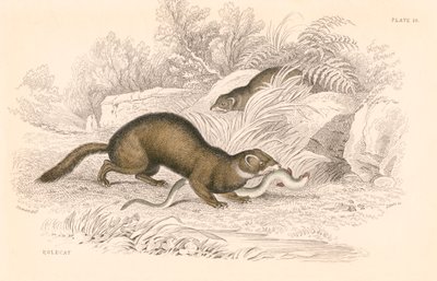 Polecat Mustela putorius, medlem av vesselfamiljen, 1828 av Unbekannt