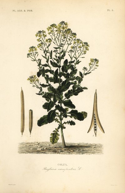 Polsk raps- eller rapsoljeväxt, Brassica rapa, Brassica campestris, Colza av Unbekannt