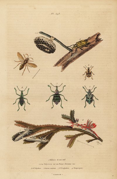 Polistes gallicus, pappersgeting och bo, blå vivel, Eupholus schoenherri, rotvivel, Diaprepes abbreviatus, Polycera havssniglar, Ancula gibbosa, Atlantic ancula, på tång av Unbekannt
