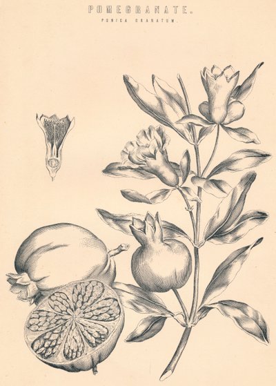 Granatäpple, c1800-talet av Unbekannt