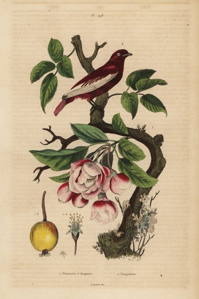 Pompadour cotinga, Xipholena punicea, på ett äppelträd, Malus pumila, frukt, blomma Pompadour och äppelträd med buketter av Unbekannt