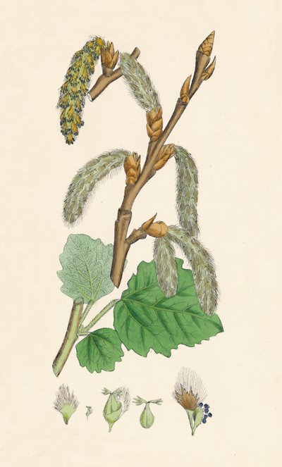 Populus canescens. Grå poppel, 1800-talet av Unbekannt