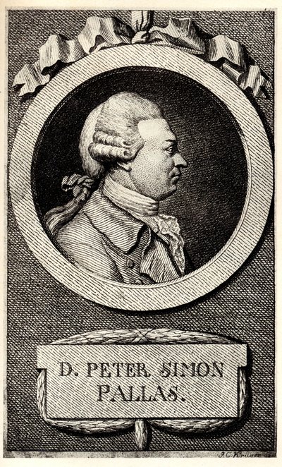 Porträtt av zoologen och botanikern Peter Simon Pallas 1741-1811, tidigt 1800-tal. av Unbekannt