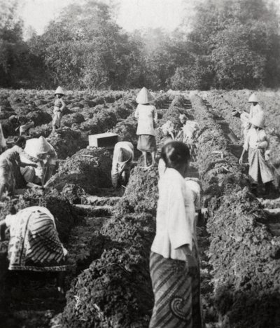 Förbereder bevattningskanaler vid en sockerplantage, Java, Nederländska Ostindien, 1927 av Unbekannt