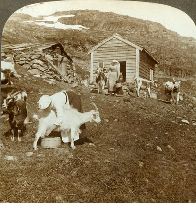 Vackra norska flickor som sköter kor och getter på Haukeli Mts, Norge, c1905. av Unbekannt