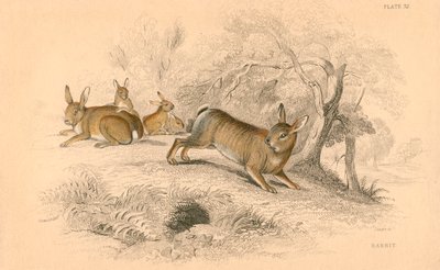 Kanin Oryctolagus cuniculus, 1828 av Unbekannt