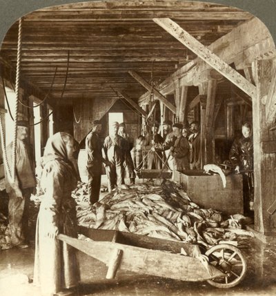 Ta emot fisk från sjöfartyg och packning för export - fisklager, Ålesund, Norge, c1905. av Unbekannt