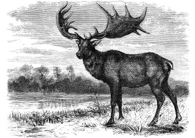 Rekonstruktion av den irländska älgen Megaloceros, c1880 av Unbekannt