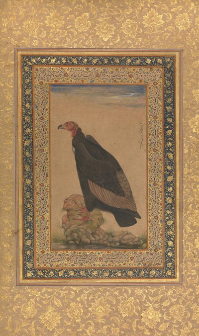 Rödhårig gam, folio från Shah Jahan-albumet, recto och verso: tidigt 1800-tal. av Unbekannt