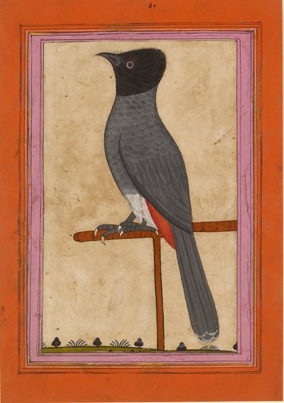 Rödventilerad Bulbul, tidigt 1800-tal av Unbekannt