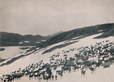 Renar på bergen, 1914. av Unbekannt