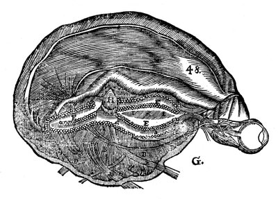 Rene Descartes diagram över den mänskliga hjärnan och ögat, 1692 av Unbekannt