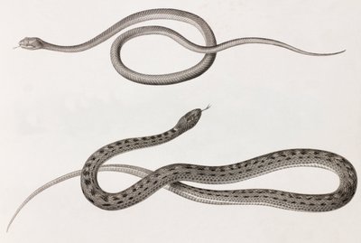 Reptiler: två närbilder av illustrationer av ormar av Unbekannt