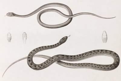 Reptiler: två närbilder av illustrationer av ormar av Unbekannt