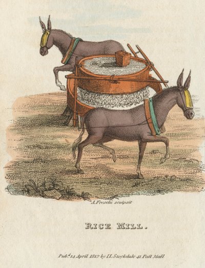 Riskvarn, 1813 av Unbekannt