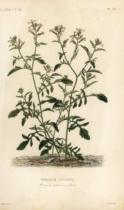 Raket eller ruccola, Caterpillar vesicaria, Caterpillar sativa, Roquette cultivee av Unbekannt