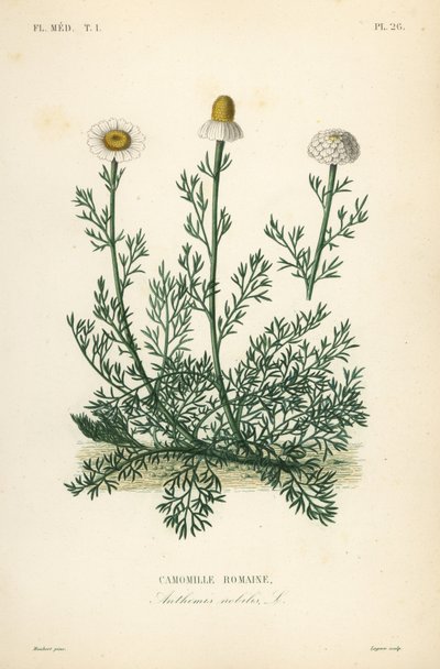Romersk kamomill eller kamomill, Chamaemelum nobile, Anthemis nobilis, Camomille romaine av Unbekannt