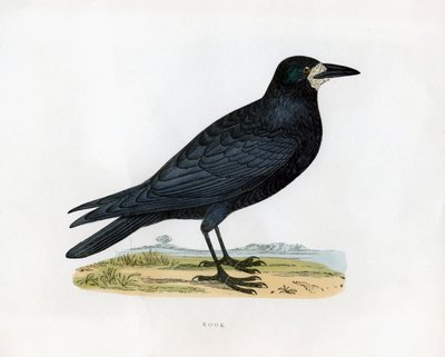 Rook, c1800-talet av Unbekannt
