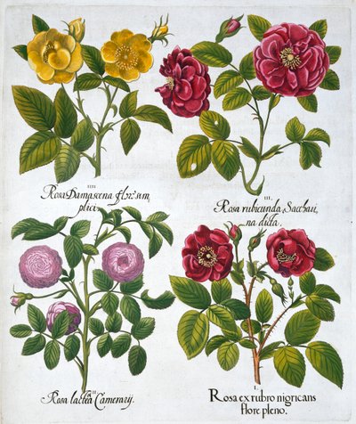 Rosor, 1613 av Unbekannt